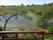 La importancia de conservar la biodiversidad en las ciudades