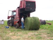 San Luis: el especialista Mario Funes analiza la implantación de alfalfa en la zona de El Morro