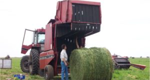 San Luis: el especialista Mario Funes analiza la implantación de alfalfa en la zona de El Morro