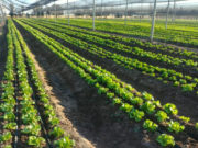 San Luis: la chacra del gobierno abre el jueves para vender verduras frescas y baratas