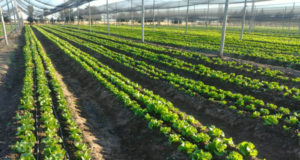 San Luis: la chacra del gobierno abre el jueves para vender verduras frescas y baratas