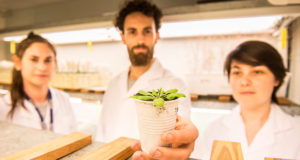 Desarrollan tecnología que permitiría aumentar el rendimiento de los cultivos en sequía