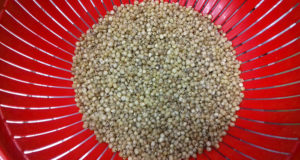 Científicas argentinas optimizan el proceso para producir harina refinada a partir del sorgo