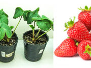 Hojas de frutillas pueden ser la fuente de «vacunas» para cultivos