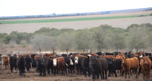 San Luis: creció el stock bovino en Dupuy, Pueyrredón y Pedernera y cayó fuerte en Belgrano