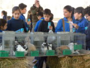 La Expo rural de Villa Mercedes ya está en marcha