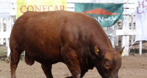 Villa Mercedes: cabañas premiadas en la 89° Expo Rural Río V 2018