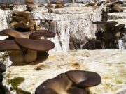 San Luis: asesorarán en la producción de hongos comestibles