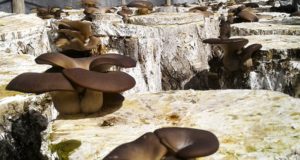 San Luis: asesorarán en la producción de hongos comestibles