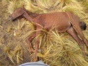 San Luis: polémica por la muerte de un equino secuestrado por la ley que prohíbe animales sueltos en la vía pública