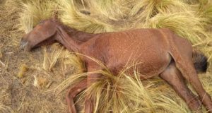 San Luis: polémica por la muerte de un equino secuestrado por la ley que prohíbe animales sueltos en la vía pública