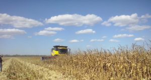 La Bolsa de Cereales proyecta una cosecha de 126 millones de toneladas