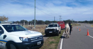 San Luis: la policía secuestró cinco caballos que deambulaban por la Autopista 25 de Mayo