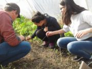 Alimentación saludable: nuevos proyectos en escuelas del noreste de San Luis