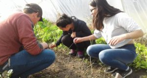 Alimentación saludable: nuevos proyectos en escuelas del noreste de San Luis