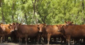 El stock ganadero bovino nacional alcanzó los 54,8 millones de animales; San Luis creció 3,79%