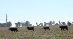 Sólo 4 de 19 producciones muestran números positivos, indica Coninagro en un informe