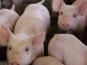 Alerta por el avance de peste porcina africana en China y Europa