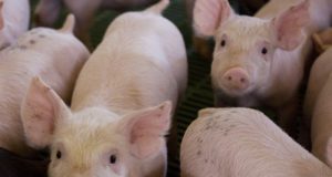 Alerta por el avance de peste porcina africana en China y Europa