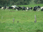 De la sala de ordeñe al matadero: «Se necesita precio ya para evitar un desastre»