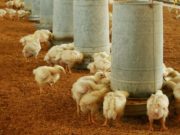 Nuevos requisitos para el bienestar animal de pollos de engorde