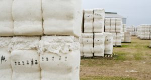 El 1° de octubre se inicia la inscripción y reinscripción en el Registro Fitosanitario Algodonero