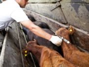 Se viene la segunda campaña de vacunación contra la fiebre aftosa de 2018