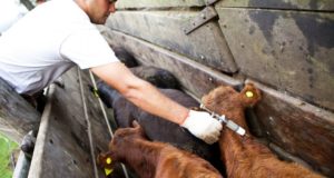 Se viene la segunda campaña de vacunación contra la fiebre aftosa de 2018