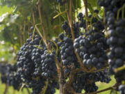 Las exportaciones de vino a granel aumentaron 582,6% en septiembre