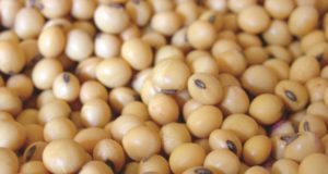 Agroindustria aprobó la primera soja tolerante a la sequía