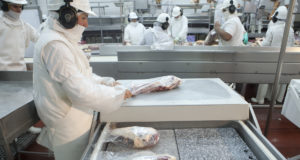 Agroindustria establece nuevos márgenes de tolerancia para la faena de livianos