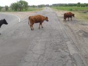 Villa Mercedes: otra vez las vacas invadieron un peligroso acceso a la ciudad