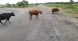 Villa Mercedes: otra vez las vacas invadieron un peligroso acceso a la ciudad
