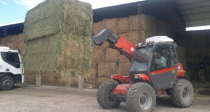Gran oportunidad argentina para exportar fardos de alfalfa a China