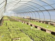 El gobierno de San Luis entregará kits frutihortícolas y pantallas solares en los nueve departamentos
