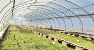 El gobierno de San Luis entregará kits frutihortícolas y pantallas solares en los nueve departamentos
