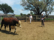El gobierno de San Luis relanzó el Plan Toros y el Plan Apícola