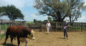 El gobierno de San Luis relanzó el Plan Toros y el Plan Apícola