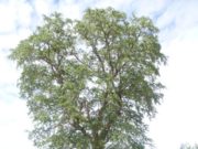 Revelan la evolución del palo santo durante la era de hielo