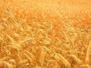 Por trigo y cebada ingresaron u$s 1.755 millones en enero