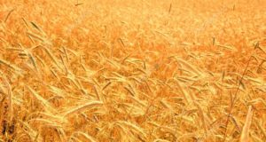 El área de cosecha de trigo se puede reducir por falta de lluvias
