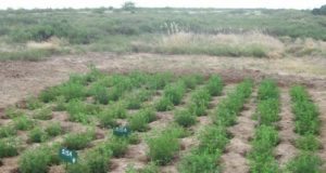 Alfalfa: obtienen dos nuevas variedades con gran potencial