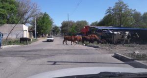 La familia completa: toro, vacas y terneros, de paseo por Villa Mercedes