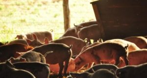 Los cerdos comen en dólares pero se venden en pesos