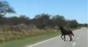 San Luis: un video mostró el persistente problema de los animales sueltos en Donovan