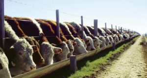 Advierten sobre el deterioro del negocio de los feedlots