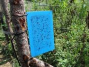 Huerta en casa: insectos y plagas en primavera-verano