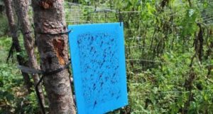 Huerta en casa: insectos y plagas en primavera-verano
