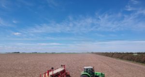 San Luis: arrancó la siembra de maíz y la intención de siembra creció 12 mil hectáreas