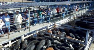 El novillo alcanzó récord y habrá traslado a precios